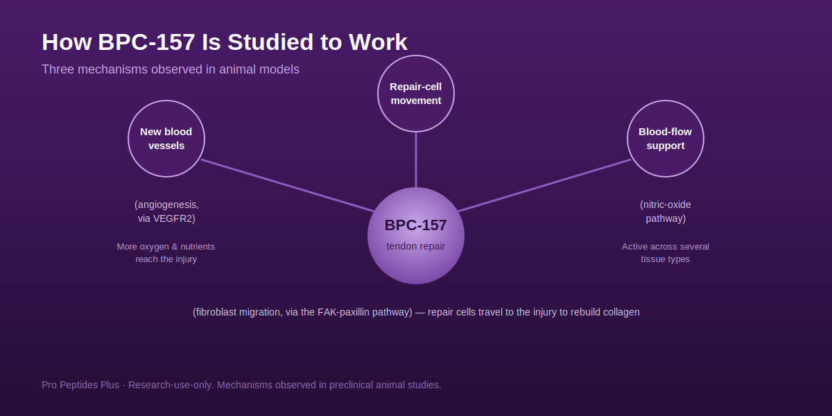 How BPC-157 works: new blood vessels, repair-cell movement, and blood-flow support