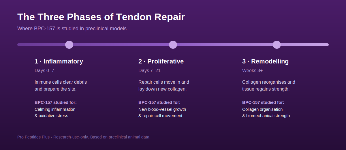 Three phases of tendon repair: inflammatory, proliferative, remodelling, and where BPC-157 is studied